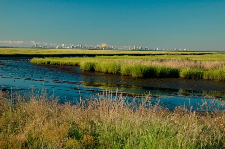Edwin B. Forsythe National Wildlife Refuge — Galloway, NJ