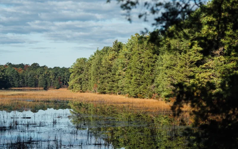 Bass River State Forest — Tuckerton, NJ