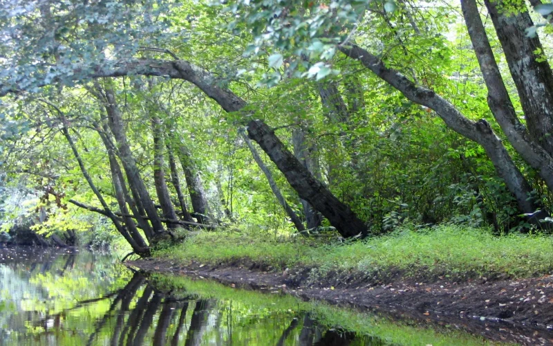 Batsto River — Pinelands area, NJ