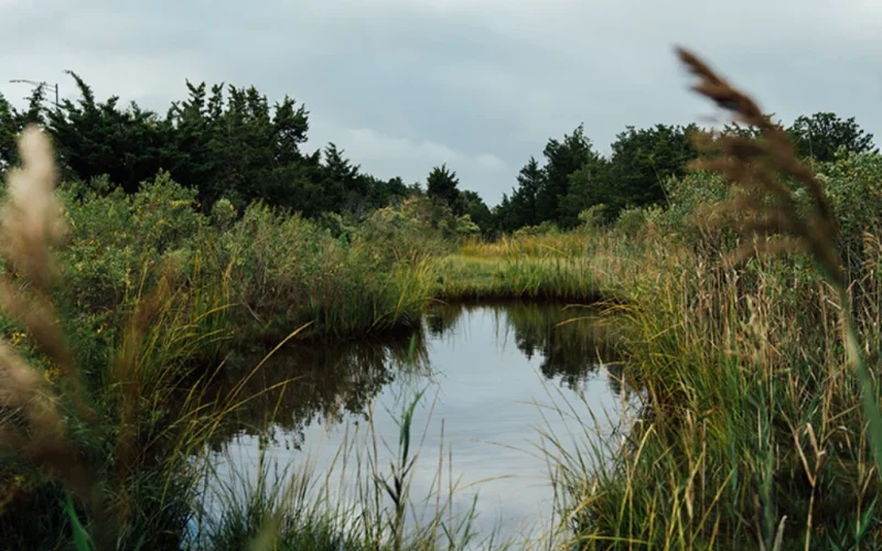 Corson’s Inlet State Park — Ocean City, NJ