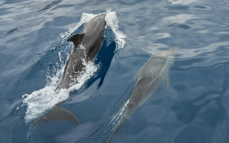 Miss Chris Marina Dolphin Watch — Cape May, NJ