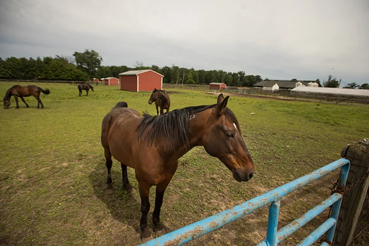 Rutgers Equine Science Center — New Brunswick, NJ