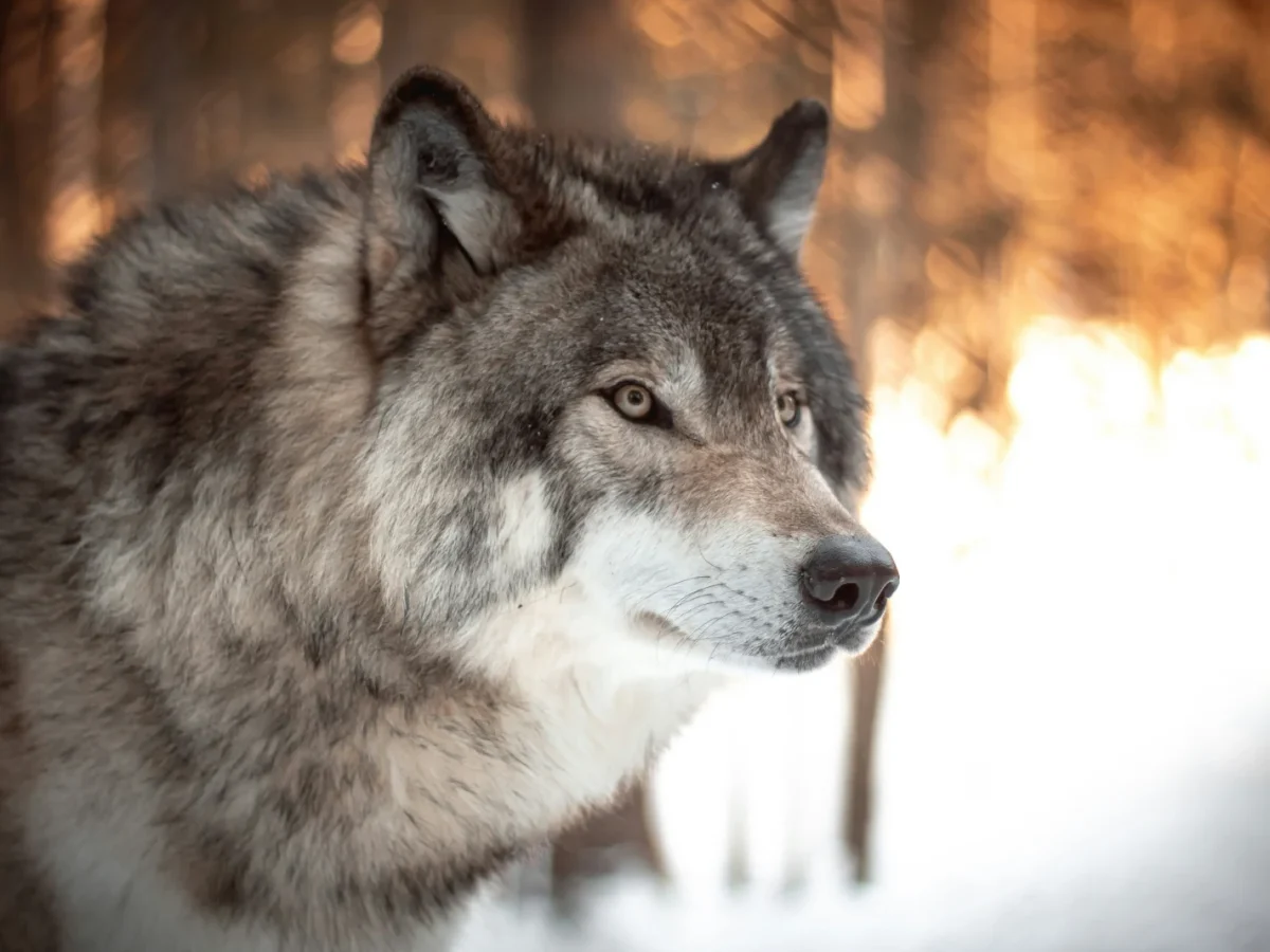 Lakota Wolf Preserve photo 1