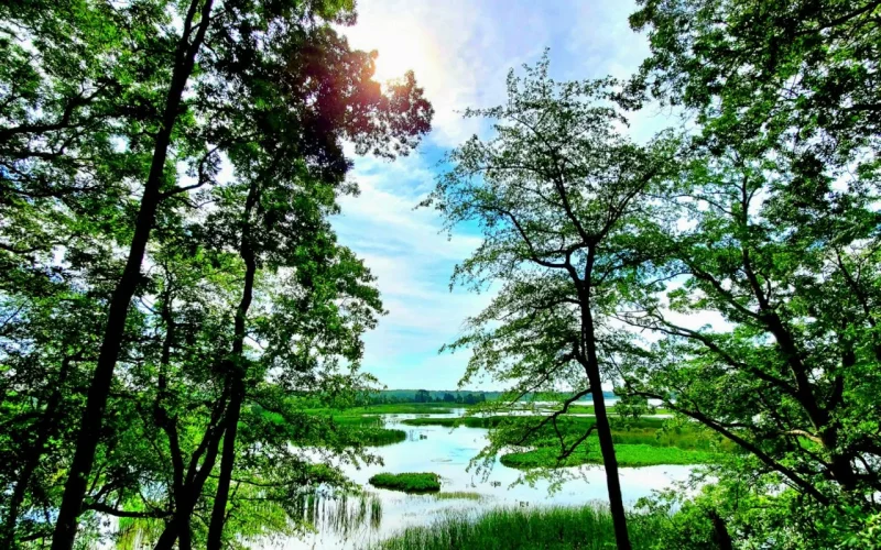 Maurice River Bluffs Preserve — Millville, NJ