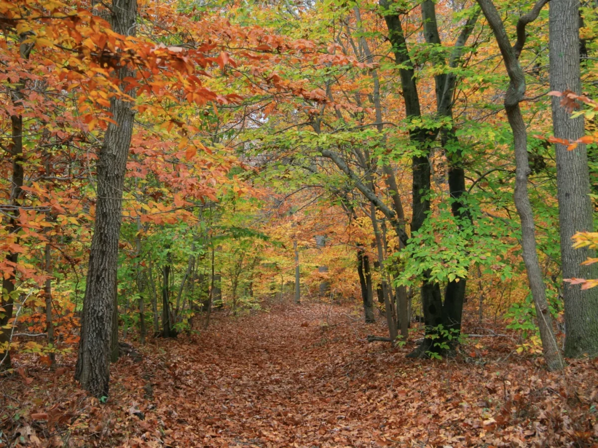 Rancocas State Park / Preserve photo 1