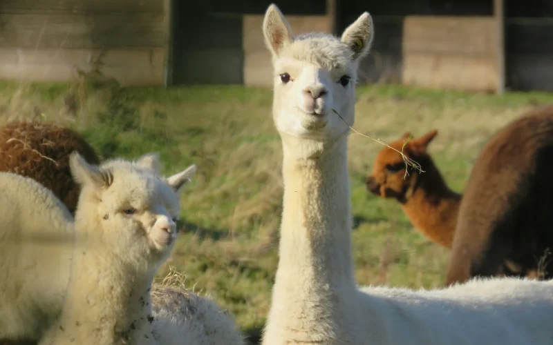 Jersey Shore Alpacas — Cape May Court House, NJ