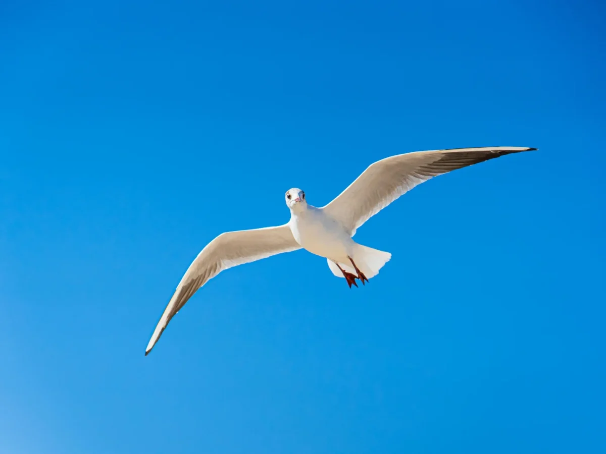 Birding By Boat on the Osprey photo 1