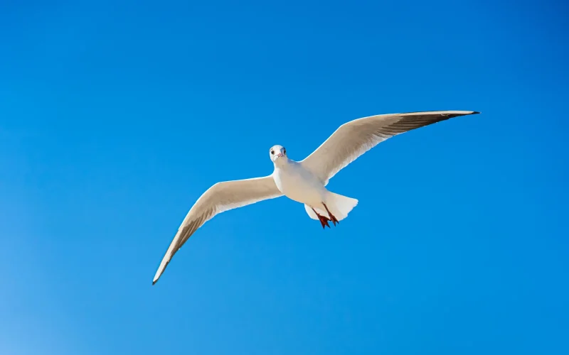 Birding By Boat on the Osprey — Cape May, NJ