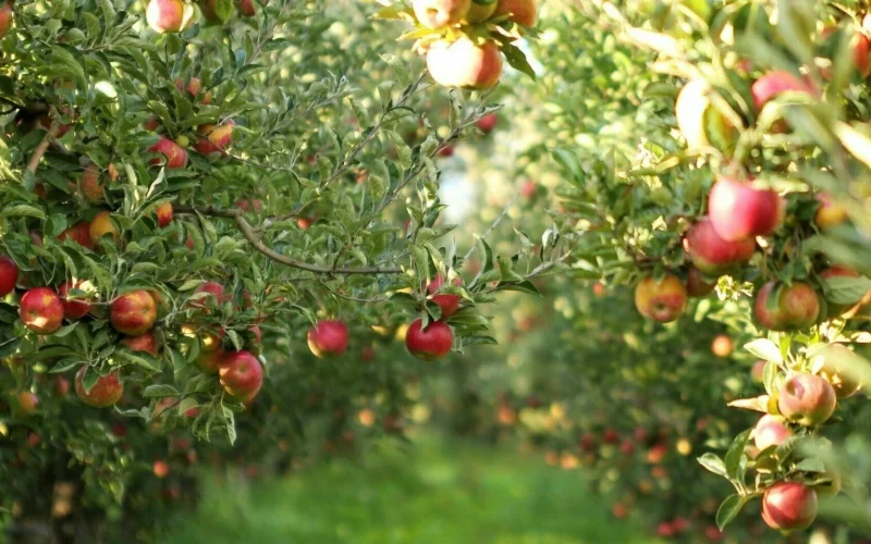 Demarest Farms — Hillsdale, NJ