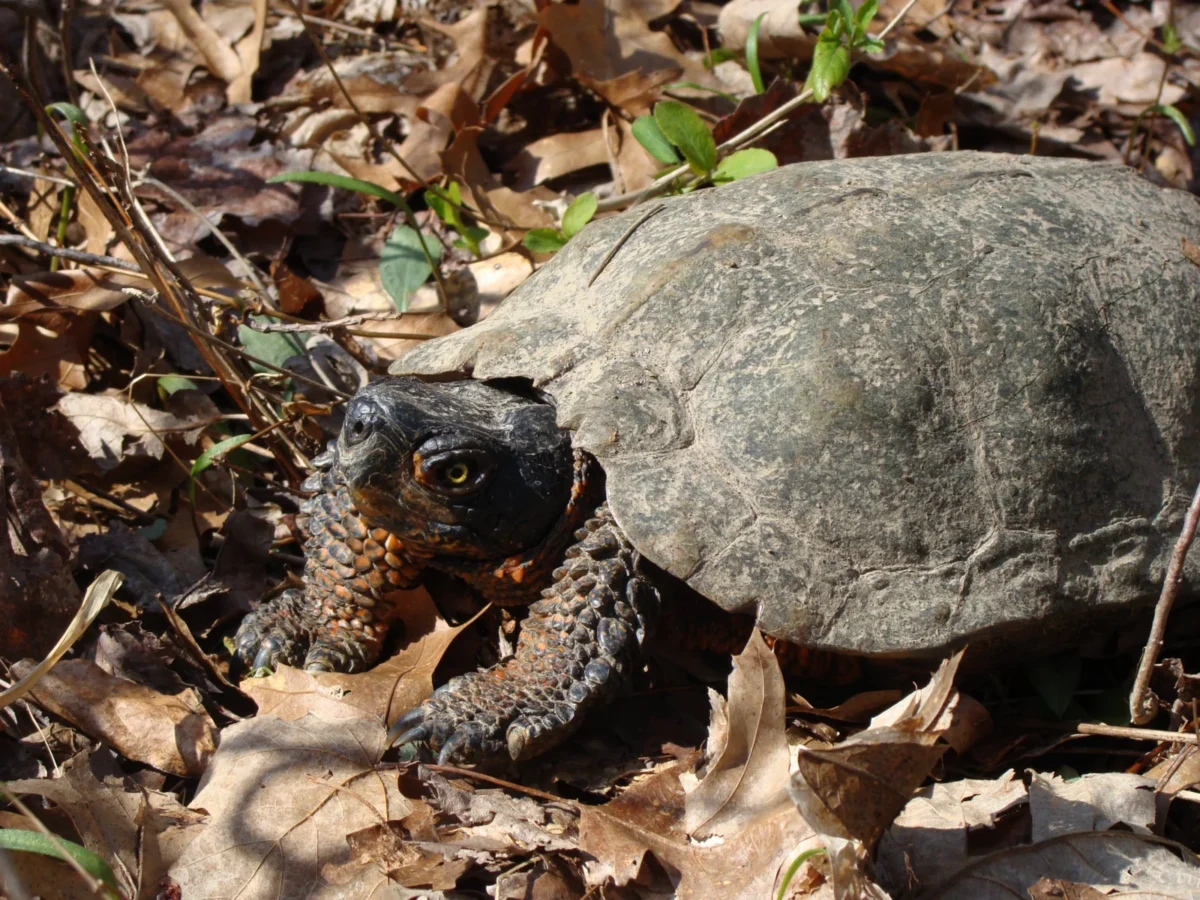 Great Swamp National Wildlife Refuge in Basking Ridge, NJ