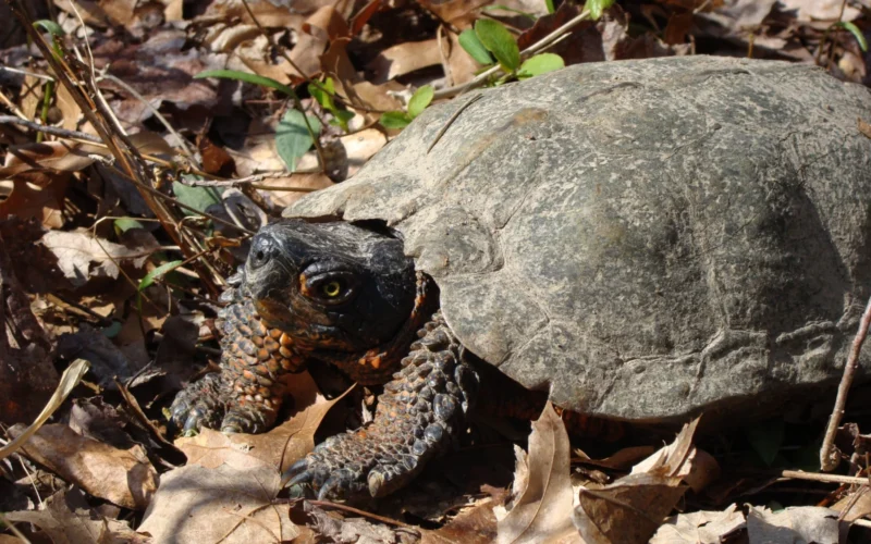Great Swamp National Wildlife Refuge — Basking Ridge, NJ