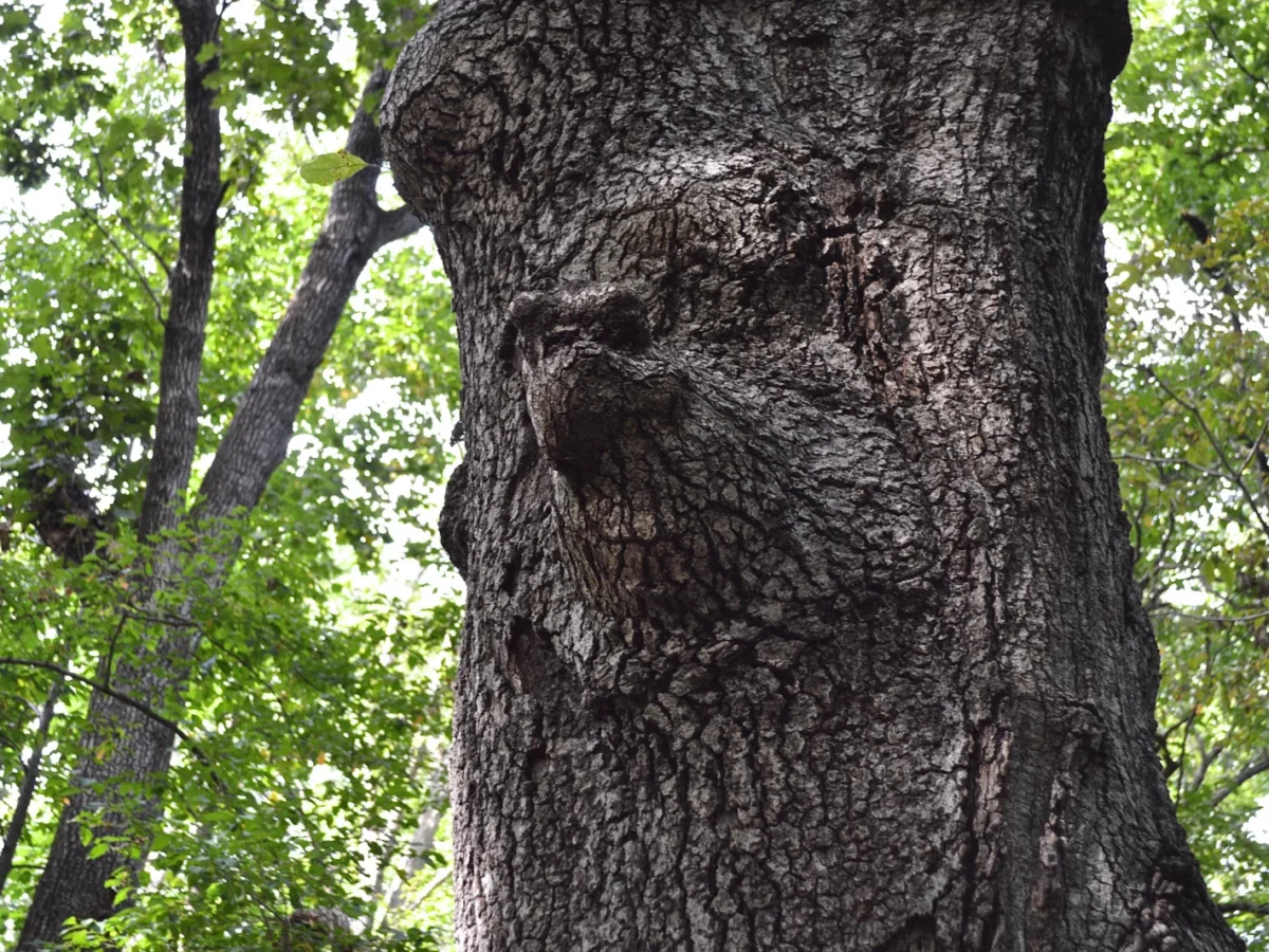 Herrontown Woods Arboretum in Princeton, NJ