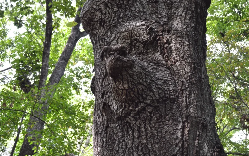 Herrontown Woods Arboretum — Princeton, NJ