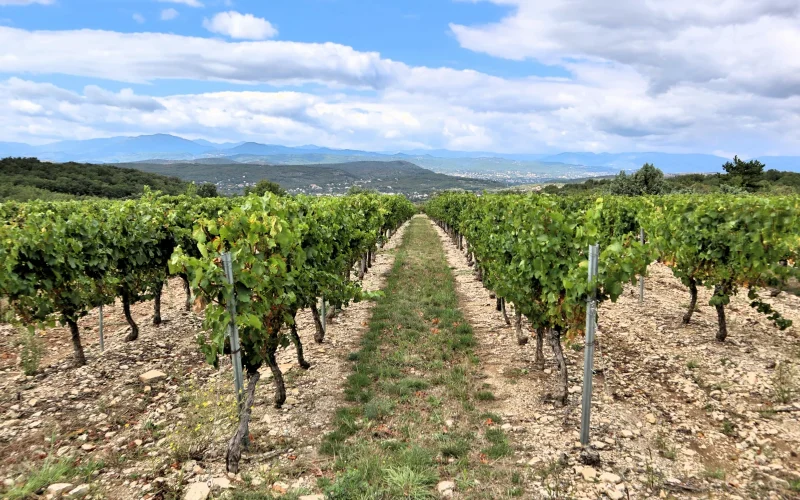 Tomasello Winery — Hammonton, NJ