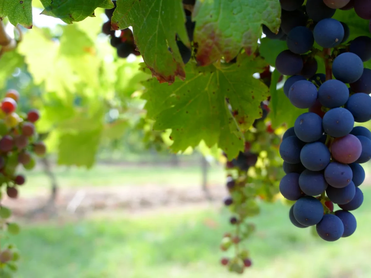 Plagido’s Winery photo 1
