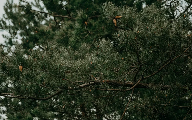 Pine Barrens Scenic Byway — Various, NJ