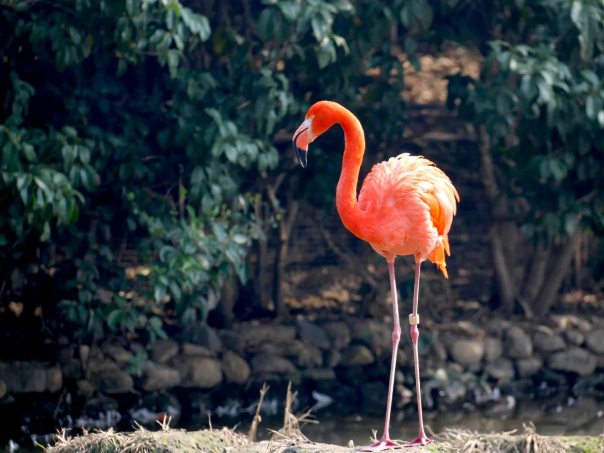 Cape May Zoo — boardwalk loop photo 1