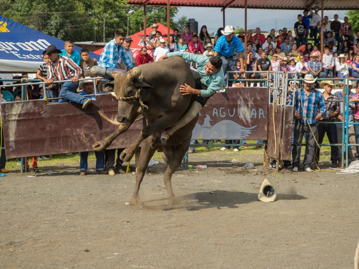 Cow Town Rodeo photo 1