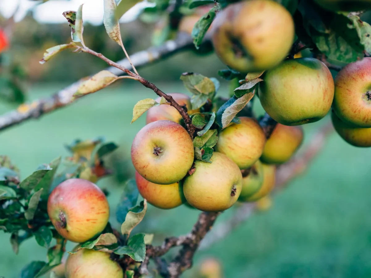 Terhune Orchards Winery photo 1