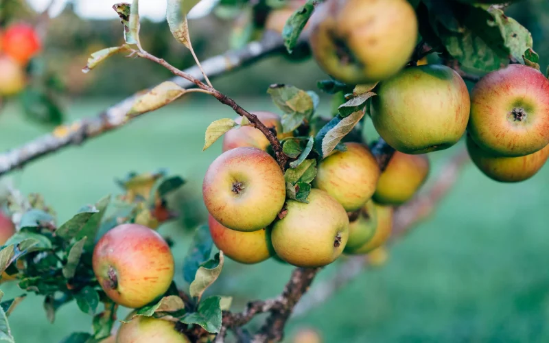 Terhune Orchards Winery — Princeton, NJ