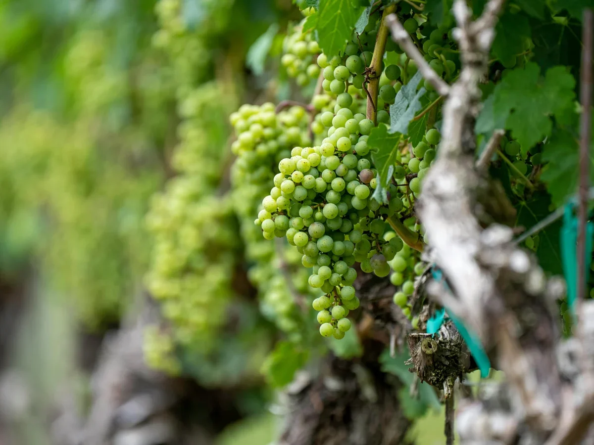 DiBella Winery photo 1