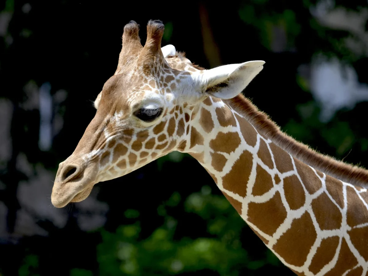 Six Flags Safari Off Road Adventure photo 1