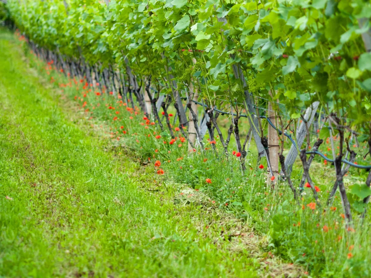 Weymouth Furnace Winery photo 1