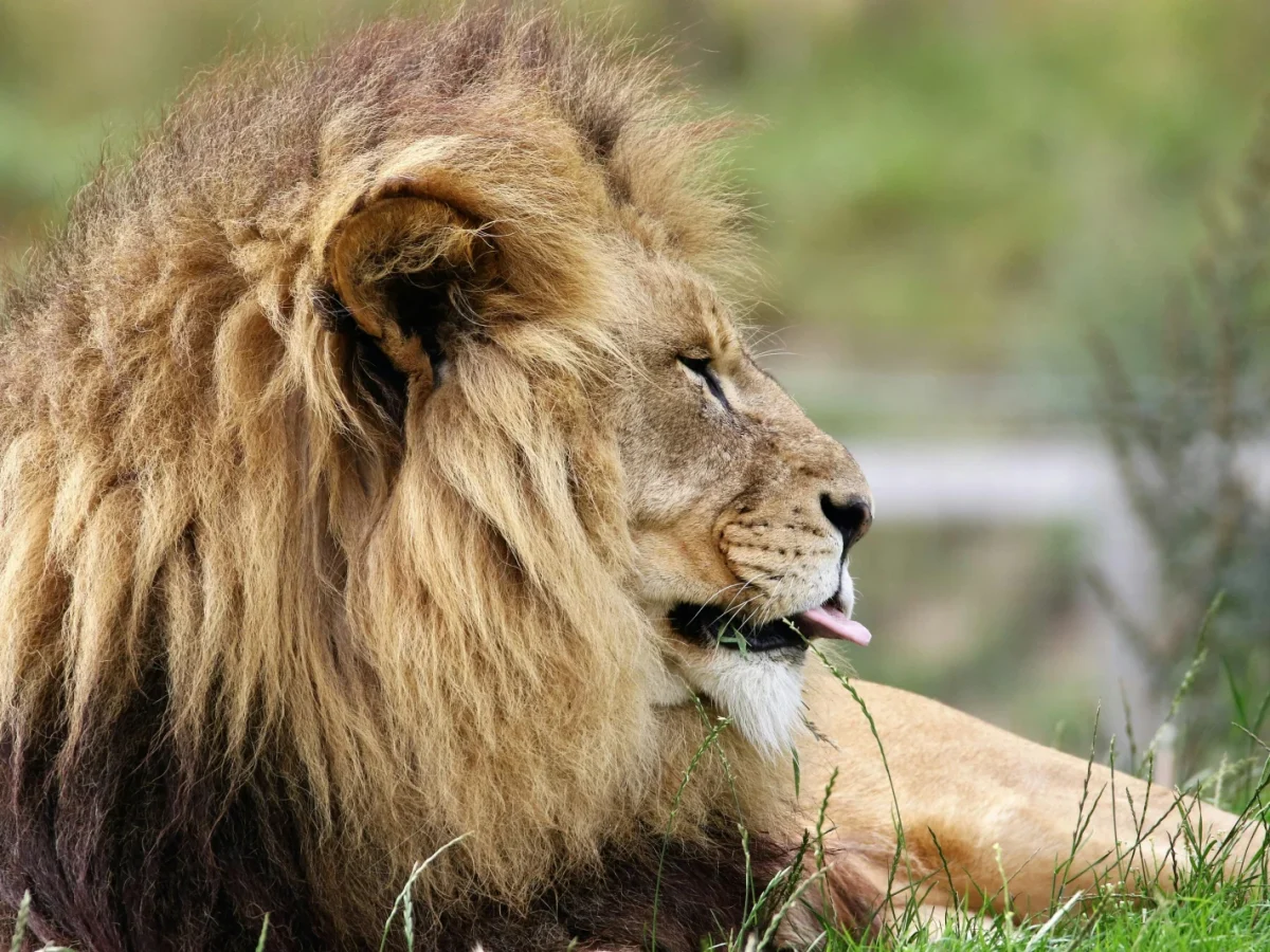 Popcorn Park Animal Refuge photo 1