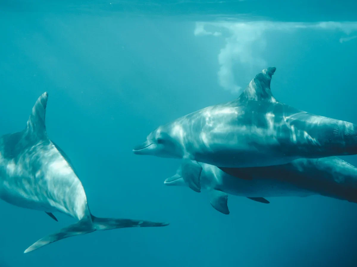 Dolphin Watching Adventure Cruise photo 1