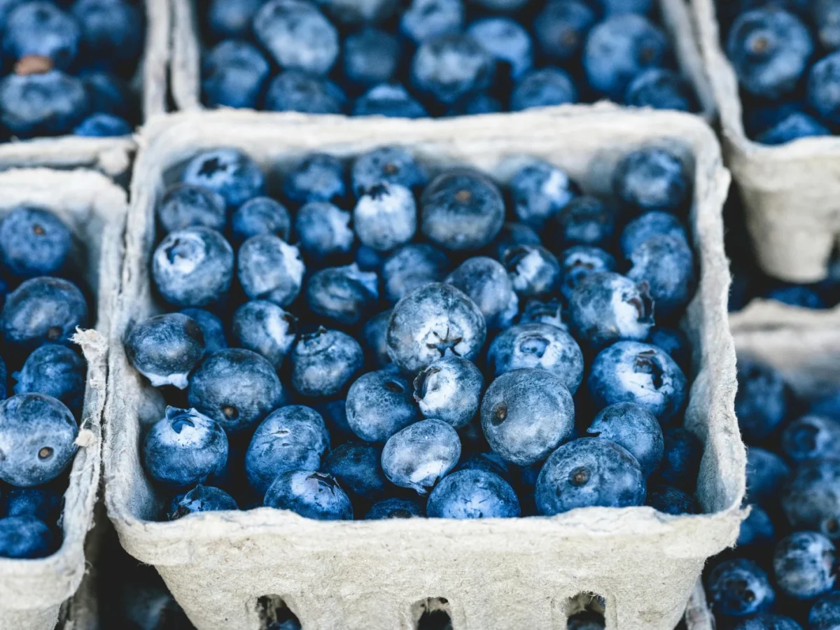 DiMeo Farms & Blueberry Plants photo 1