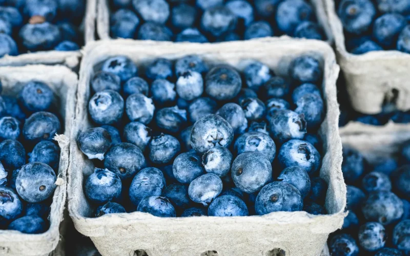 DiMeo Farms & Blueberry Plants — Hammonton, NJ