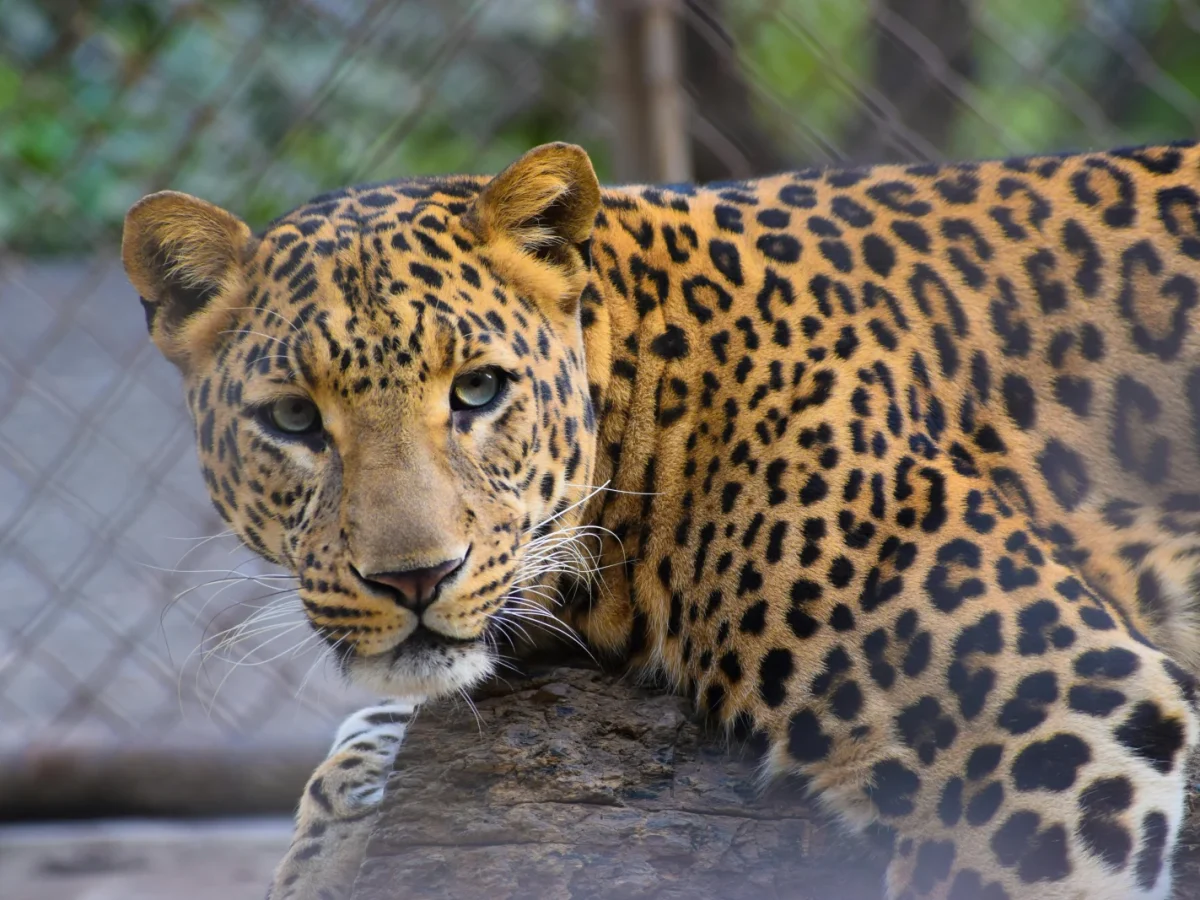 Cohanzick Zoo photo 1