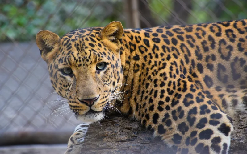 Cohanzick Zoo — Bridgeton, NJ