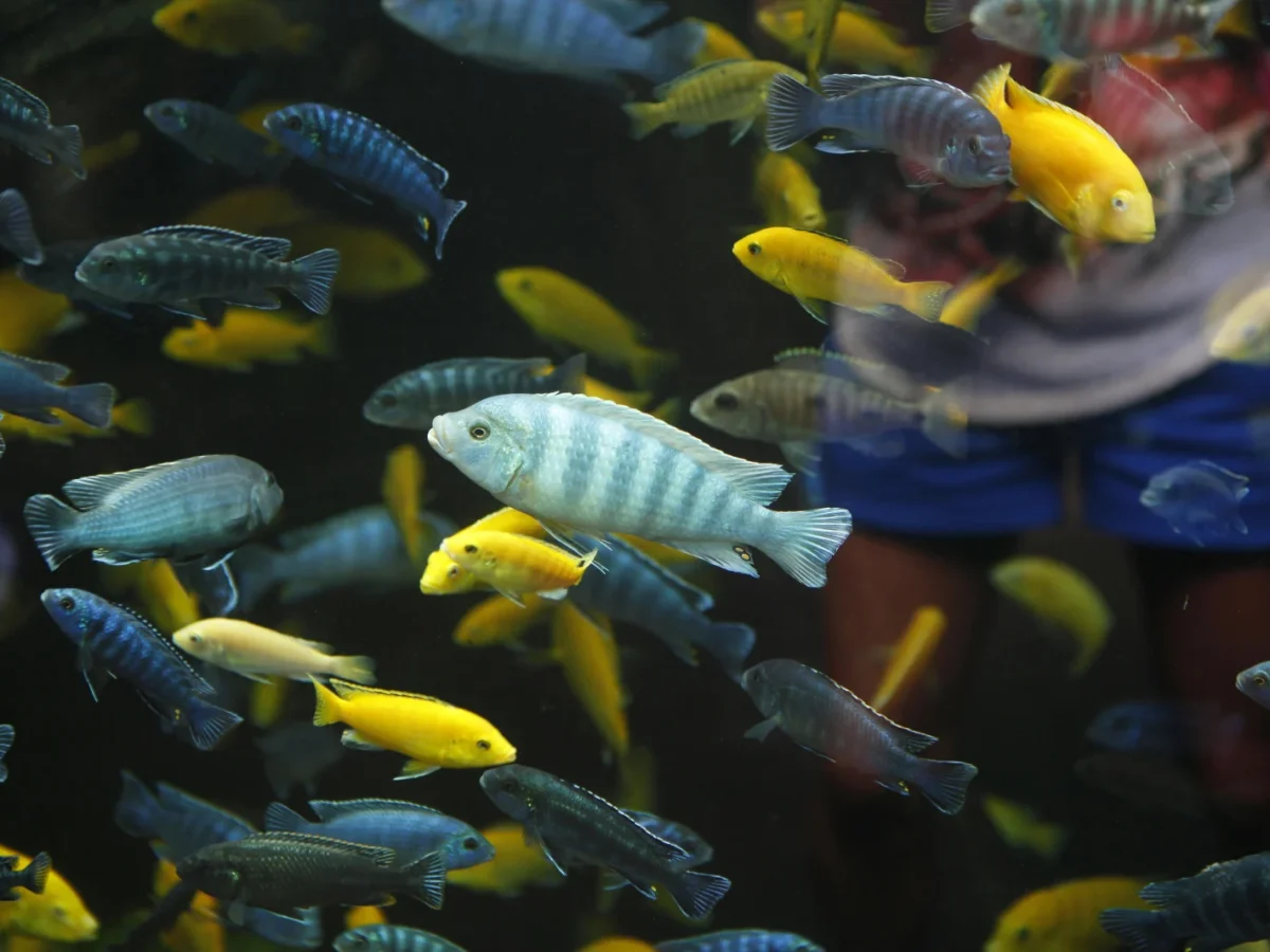 Jenkinson’s Aquarium photo 1