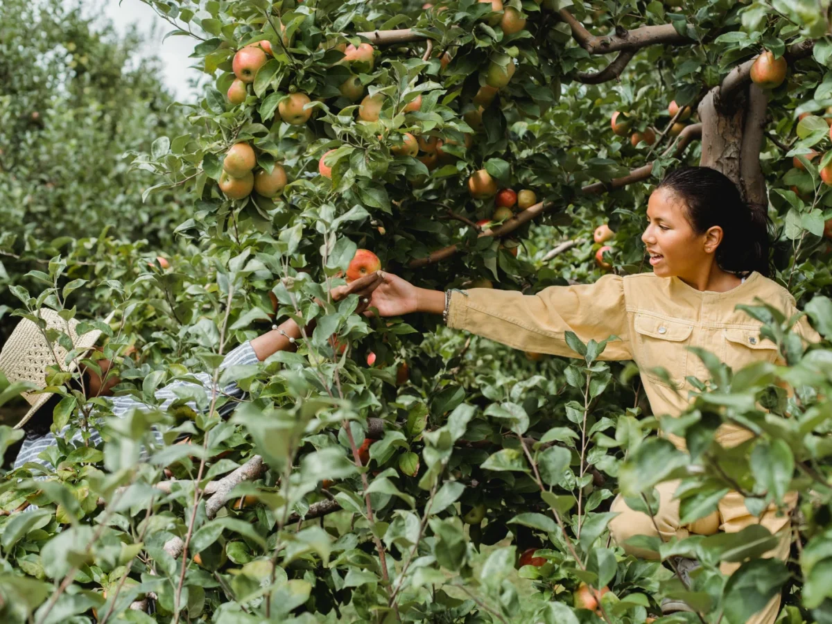 Alstede Farms photo 1