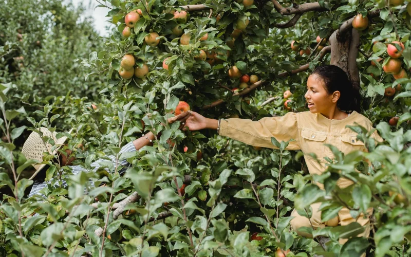 Alstede Farms — Chester, NJ