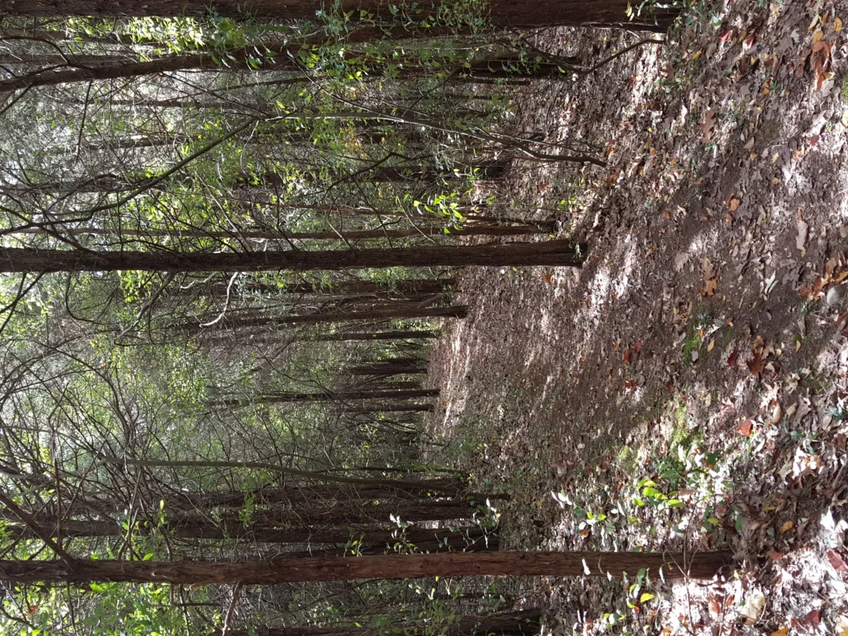 Swartswood State Park in Swartswood, NJ