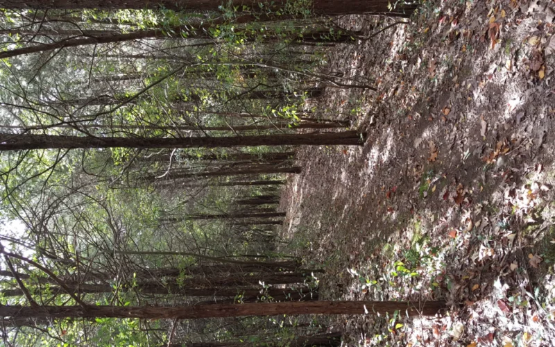 Swartswood State Park — Swartswood, NJ